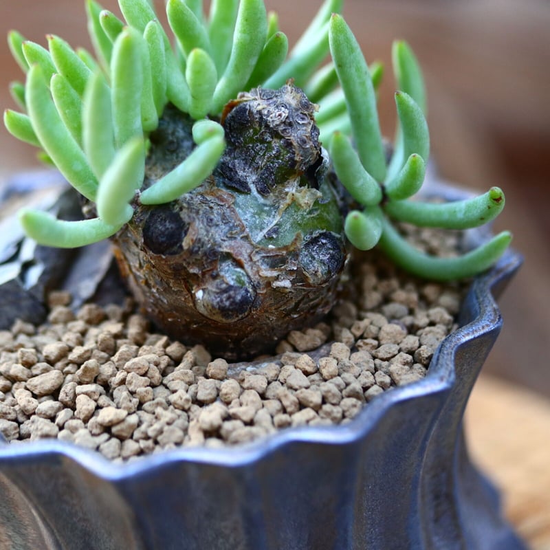 チレコドン ペアルソニー② 現地球 発根済み 鉢ごと発送 白象 塊根植物 春