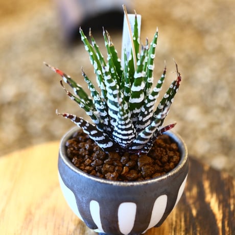 たけろうポット Haworthia 'Choveriba'   no.102218