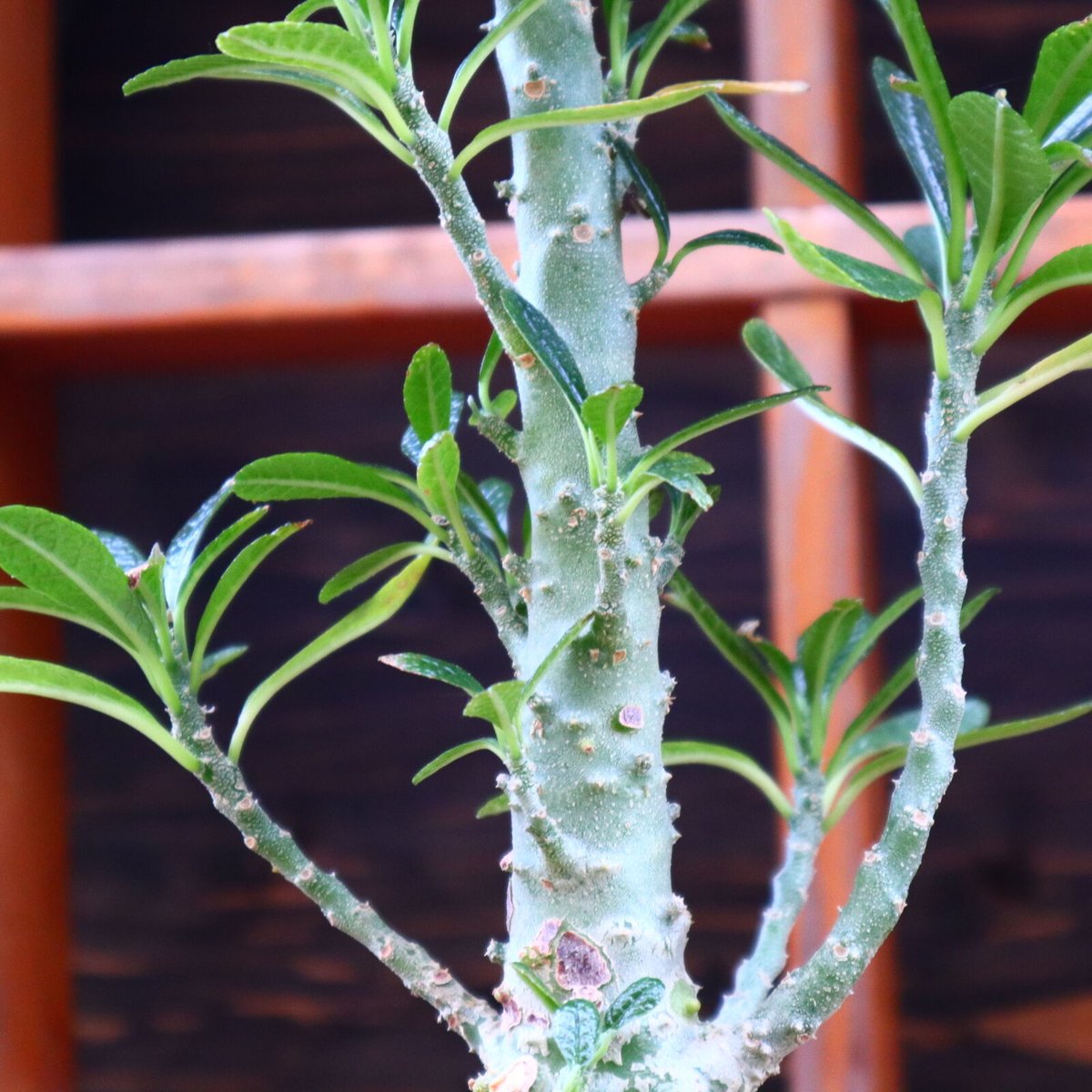 ドルステニア ギガス／Dorstenia gigas no.60576 | 芽の巣山