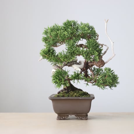 真柏 / YOSHIZAWA3-SHOHINBONSAI   no.1013/23