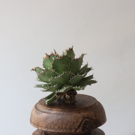 U.S. filigree (Agave titanota filigree) / Style of Chika　no.1227-39