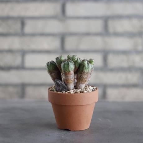 Euphorbia obesa blow (オベサブロウ) / T.W. × YAMABACHI (3号) no.329/12