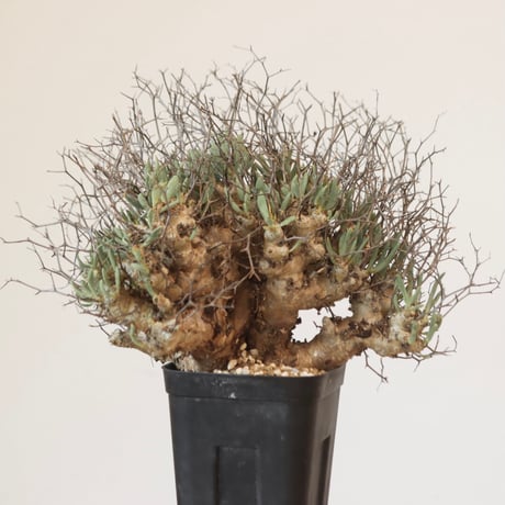 Tylecodon reticulate   no.921-22