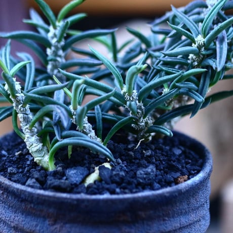 ユーフォルビア キリンドフォリア／Euphorbia cylindrifolia   no.103143