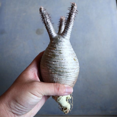パキポディウム グラキリス   Pachypodium rosulatum var. gracilius no.110337