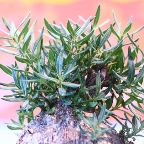 Pachypodium bispinosum × たけろうポット    no.107132