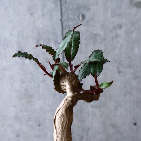 ユーフォルビア   ラバティー   Euphorbia labatii no.012