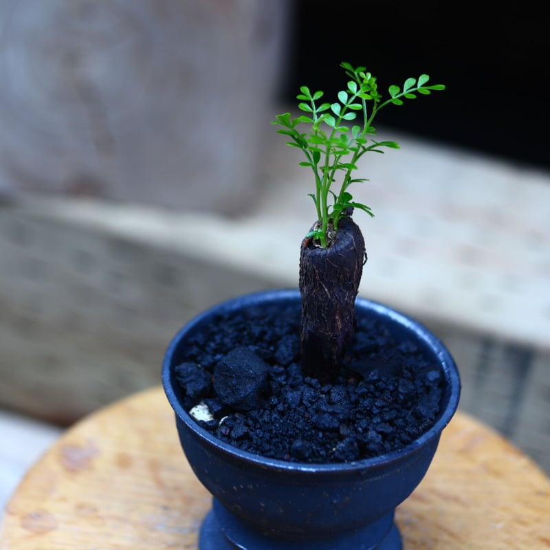 オペルクリカリア パキプス 根挿し／Operculicarya pachypus