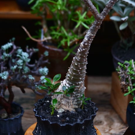 パキポディウム ウィンゾリー／Pachypodium baronii var. windsorii       no.91905