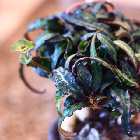 たけろうポット × Euphorbia francoisii   no.102201