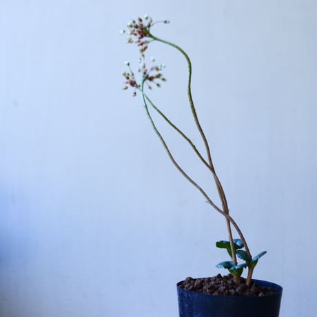 クラッスラ　サキシフラガ　Crassula saxifraga　no.110829-2