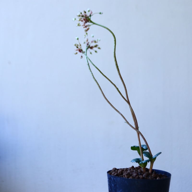 クラッスラ サキシフラガ Crassula saxifraga no.110829-2 | 芽の巣山