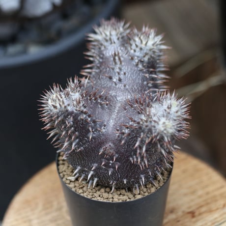 パキポディウム  恵比寿大黒  実生／Pachypodium  Densicaule    no.11507