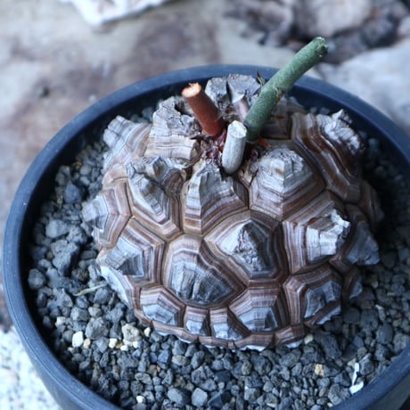 ディオスコレア   亀甲竜    Dioscorea elephantipe     no.91504