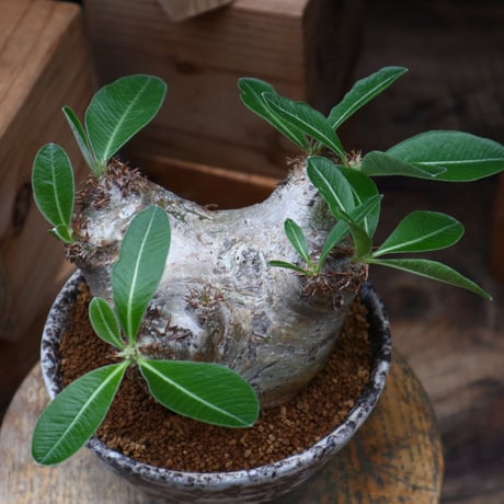 パキポディウム デンシフローラム ／Pachypodium densiforum    no.82809