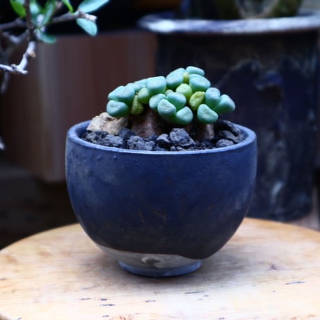 アロイノプシス スクーネーシー／Aloinopsis schooneesii   no.60619