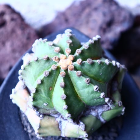 アストロフィツム　瑠璃兜     Astrophytum asterias v. nudum   no.22307