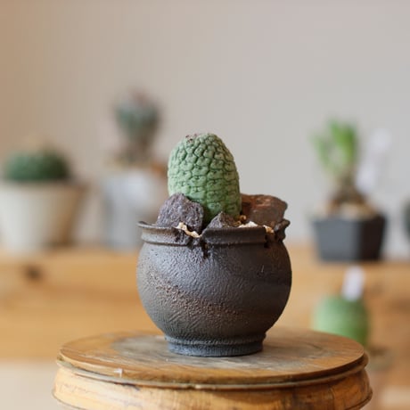 【新品未使用】作家鉢 手作り 植物 観葉 塊根 芽の巣山 カタチ製作所 素里 新品未使用】素八九鉢 作家鉢 手作り 観葉 多肉 塊根 芽の巣山 【 【