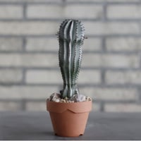 Euphorbia polygona cv. Snowflake (スノーフレーク) / T.W. × YAMABACHI (3号) no.329/9