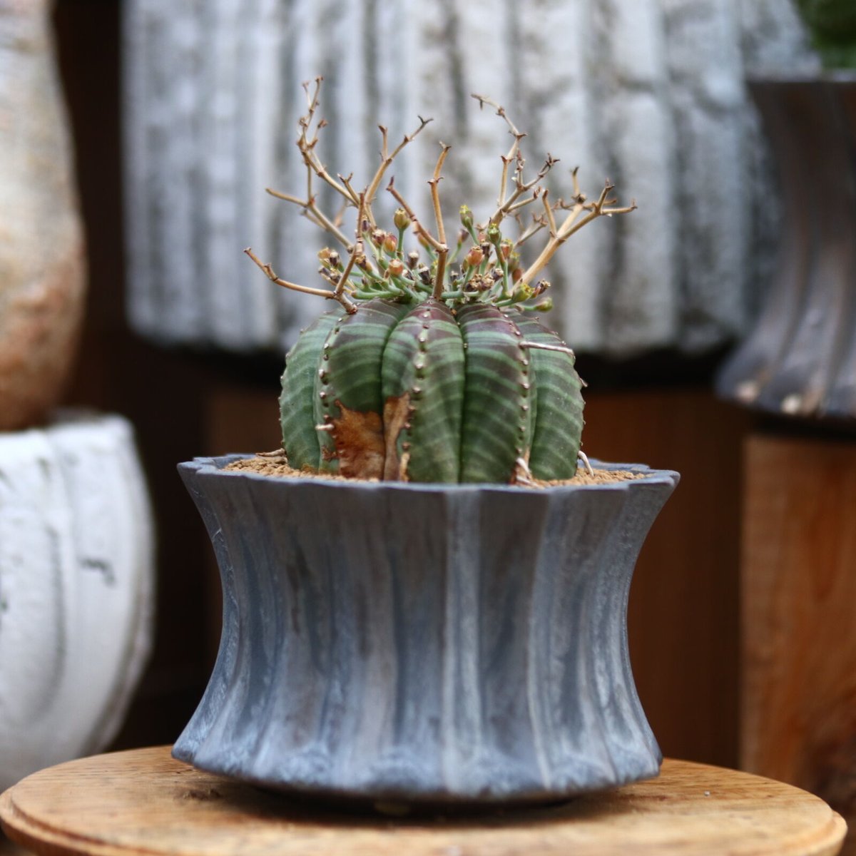 ユーフォルビア バリダ / Euphorbia valida no.31922 | 芽の巣山