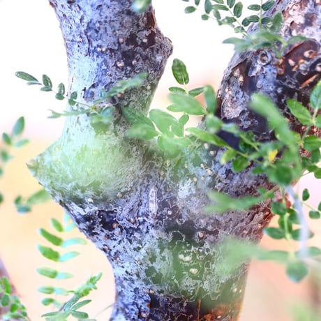 コミフォラ モンストローサ / Commiphora monstrosa   no.62502