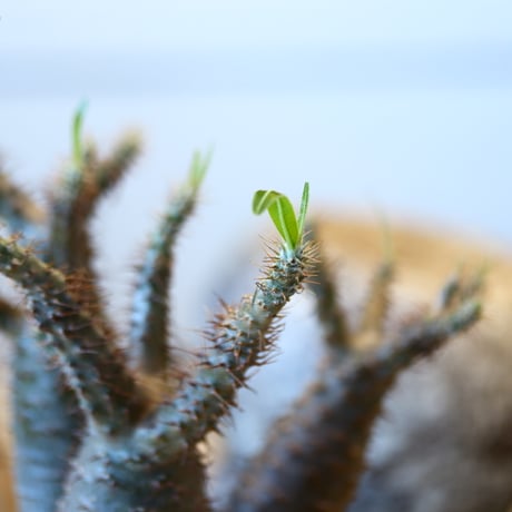 Pachypodium gracilius   no.32407