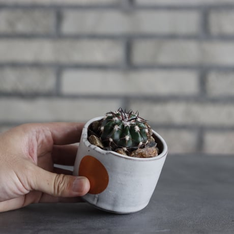 Discocactus gigantea × N/OH (2.5号鉢)  no.706-29