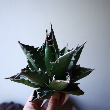 アガベ   チタノタ   FO-76    Agave titanota  "FO-76"   no.42817