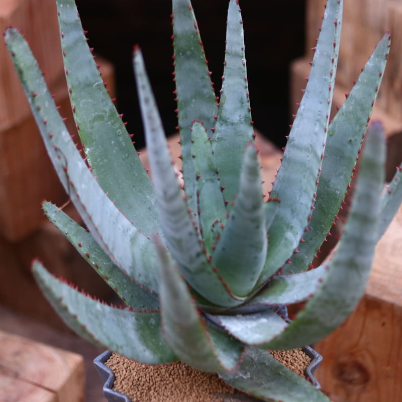 アロエ コニフェラ / Aloe conifera no.31955 | 芽の巣山