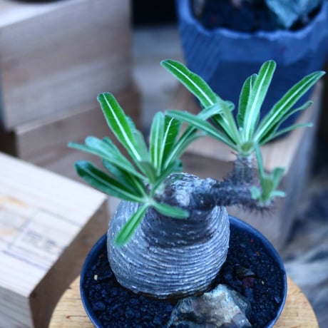 パキポディウム  グラキリス／Pachypodium  gracilius     no.100319