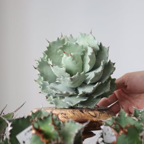 Agave Isthmensis / Style of Chika　no.421101