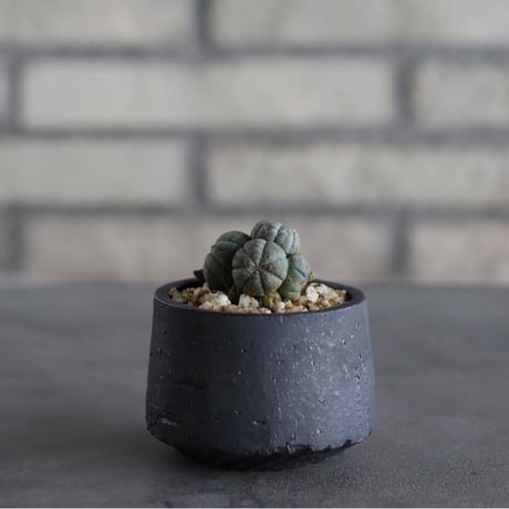 Euphorbia obesa × N/OH (2.5号)  no.614/22