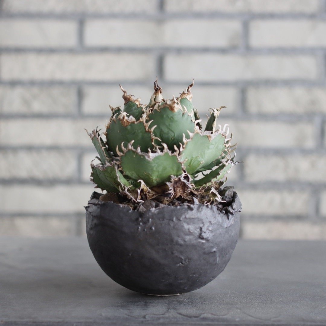 Agave titanota personal collection × takero pot
