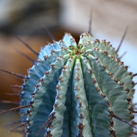 Euphorbia  horrida × soso    no.107115
