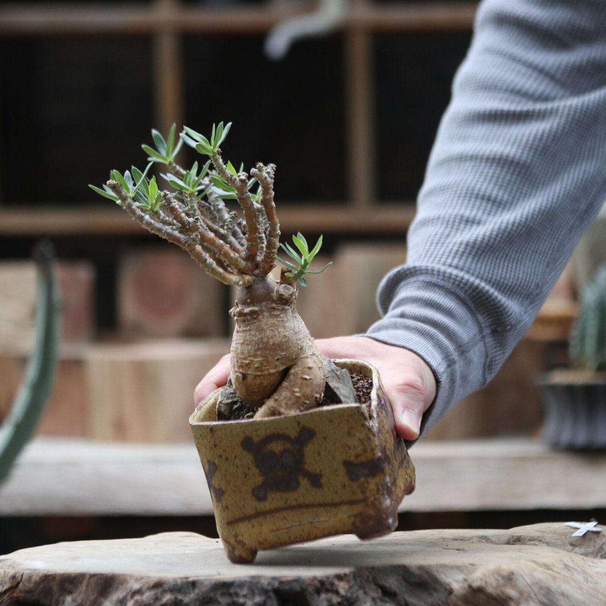 パキポディウム ビスピノーサム/Pachypodium bispinosum no.11 パキポディウム ビスピノーサム/Pachypodium bispinosum no.11