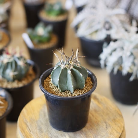 Astrophytum capricorne v. crassispinum / 黒刺水牛大鳳玉 (2.5号)  no.1226/31
