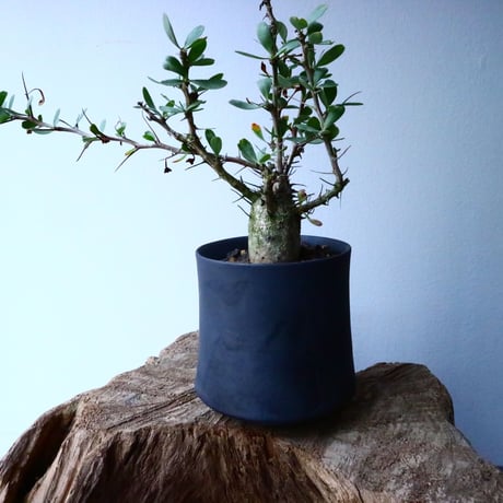 フォークイエリア  コルムナリス  観峰玉 Fouquieria columnari   No.017