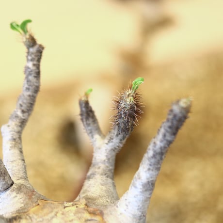 パキポディウム  グラキリス / Pachypodium  gracilius   no.52103