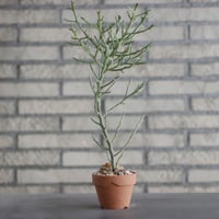 Euphorbia arahaka (アラハカ)/ Madagascar / T.W. × YAMABACHI (3号) no.329/44
