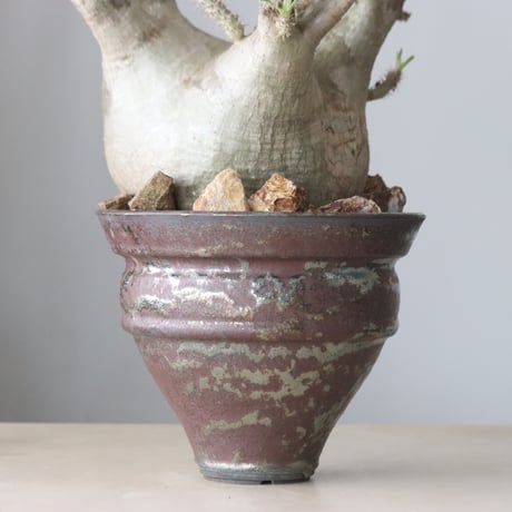 Pachypodium gracilius × Kazuhiro Arima / humanity pot (7.5号鉢)   no.420-46
