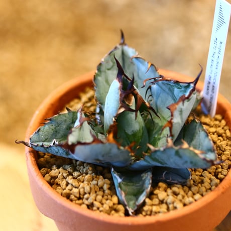 Agave titanota black&bule × YAMABACHI    no.123169