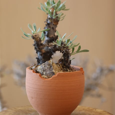 Othonna euphorbioides (黒鬼城) × N/OH   no.119-25