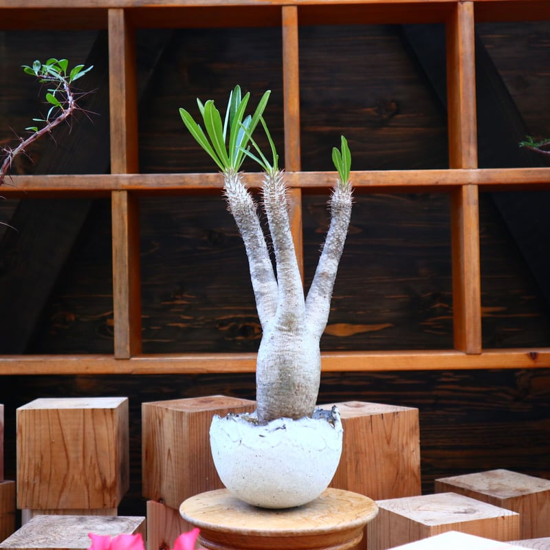 パキポディウム イノピナツム/Pachypodium Inopinatum no.605 パキポディウム イノピナツム/Pachypodium Inopinatum no.605