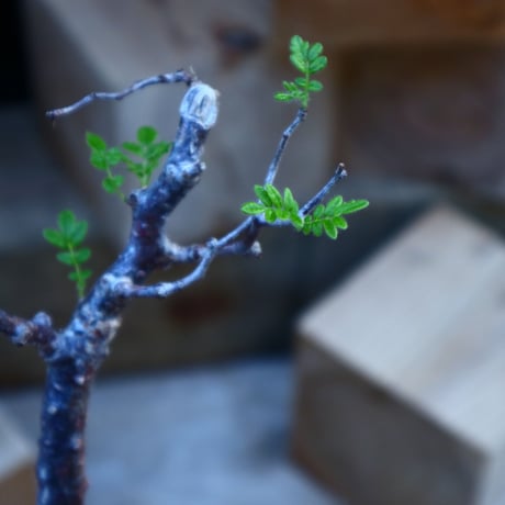 コミフォラ モンストローサ／Commiphora monstrosa   no.80828