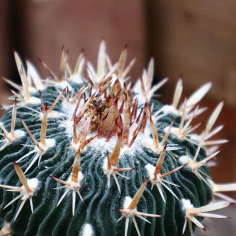 エキノフォスロカクタス 縮玉／Echinofossulocactus zacatecasensis   no.91813