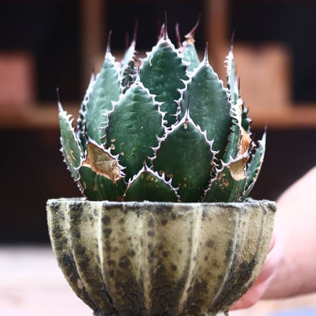 アガベ ホリダ / Agave horrida   no.40201