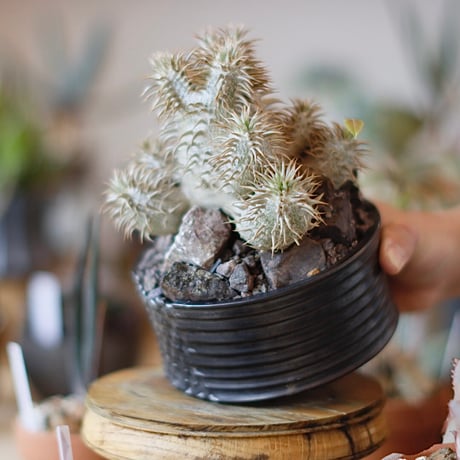 【特別モデル】入道樹海Hiyodori 5号サイズ　 作家鉢 特別モデル】入道樹海Hiyodori 5号サイズ 作家鉢