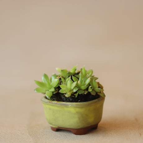 CATEGORY 盆栽 | 芽の巣山