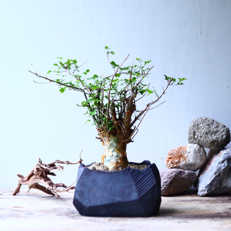 n*o様 超特大 コミフォラ フンベルティ Commiphora Humbert コミフォラ フンベルティCommiphora humbertii 大株 発根済み