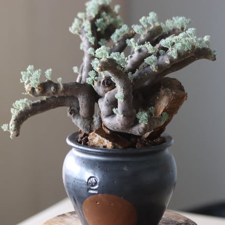 Monsonia multifida × N/OH  no.905-19
